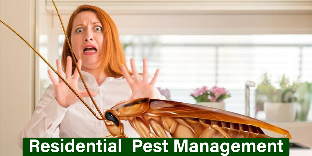 Residential Pest Management